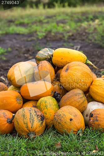 Image of Pumpkins in pumpkin patch waiting to be sold