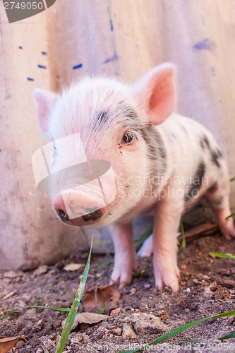 Image of Close-up of a cute muddy piglet running around outdoors on the f