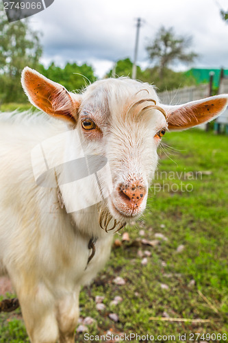 Image of Portrait of a funny goat looking to a camera over blue sky backg