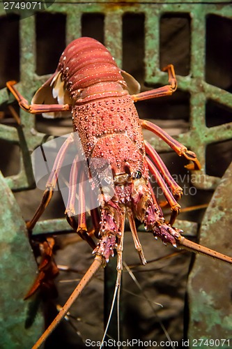 Image of alive lobster in an aquarium