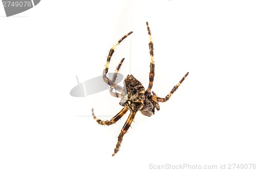 Image of Spider