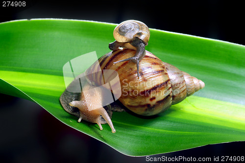 Image of snails