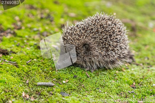 Image of Wild Hedgehog is looking for a food