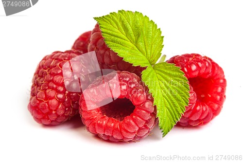 Image of Bunch of a red raspberry on a white background. Close up macro s