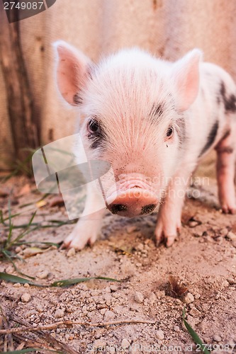 Image of Close-up of a cute muddy piglet running around outdoors on the f