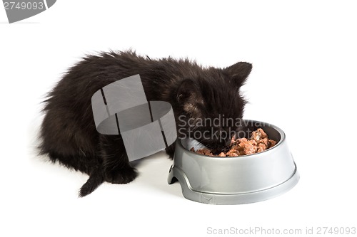 Image of Black kitten eating cat food on a white background