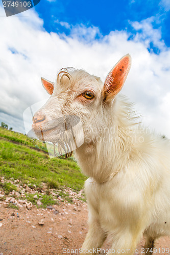 Image of Portrait of a funny goat looking to a camera over blue sky backg