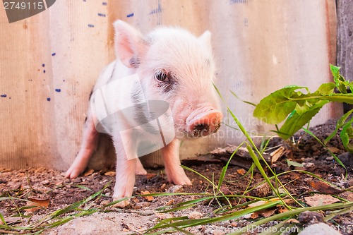 Image of Close-up of a cute muddy piglet running around outdoors on the f