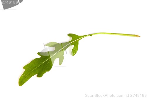 Image of Arugula/rucola  fresh heap leaf on white