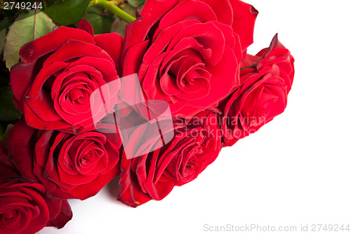 Image of Three fresh red roses over white background