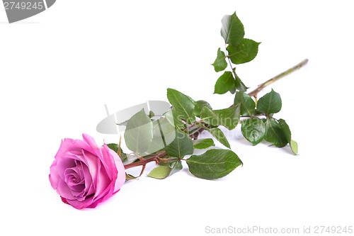 Image of One fresh pink rose  over white background