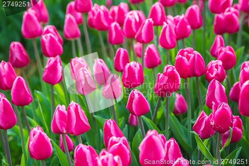 Image of Multicolored flower  tulip field in Holland