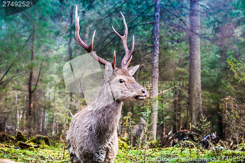 Image of Deer in summer forest