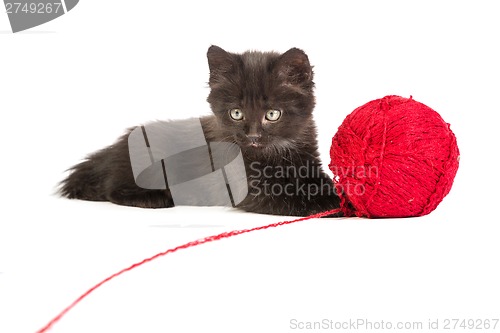 Image of Black kitten playing with a red ball of yarn on white background