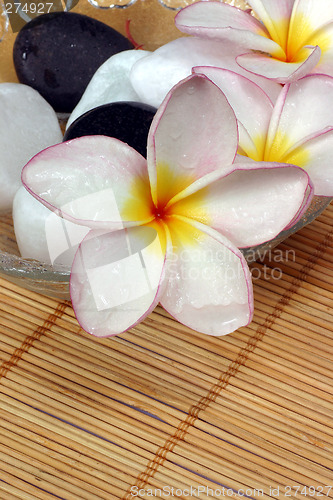 Image of frangipane flower with pebble