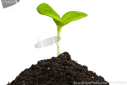 Image of Heap dirt with a green plant sprout isolated