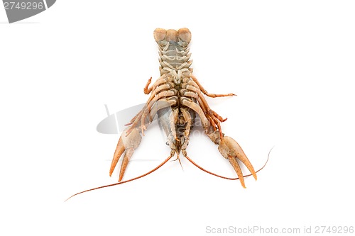 Image of River raw crayfish