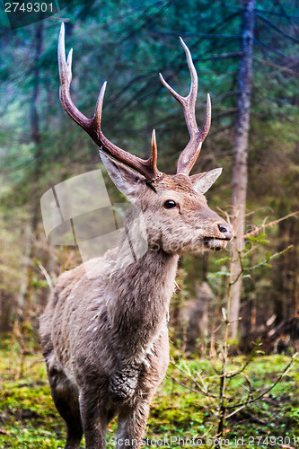 Image of Deer in summer forest