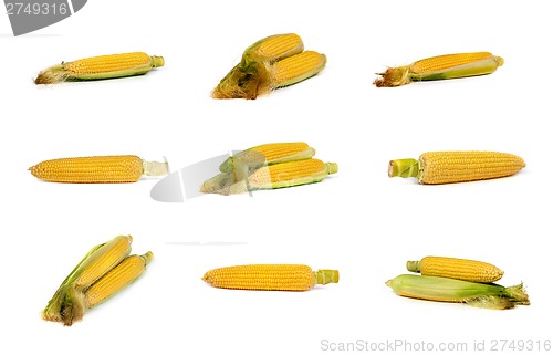Image of set of uncooked corn on the cob