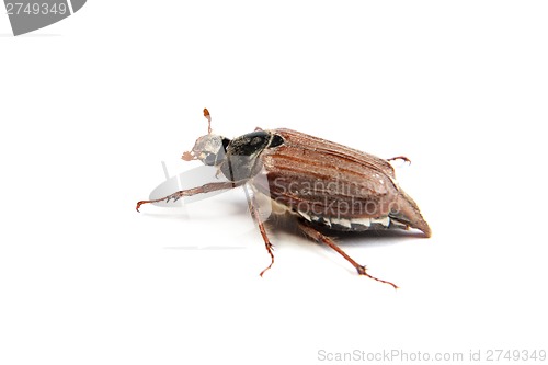 Image of May bug macro isolated on white.