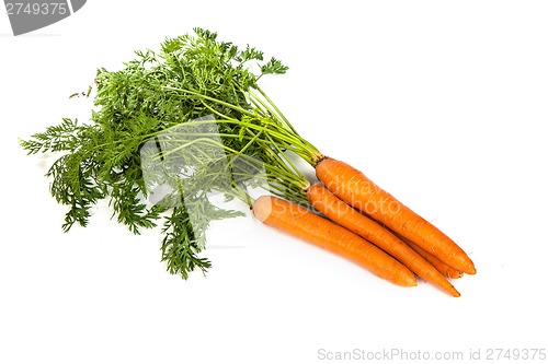 Image of Bunch of fresh carrot isolated on white