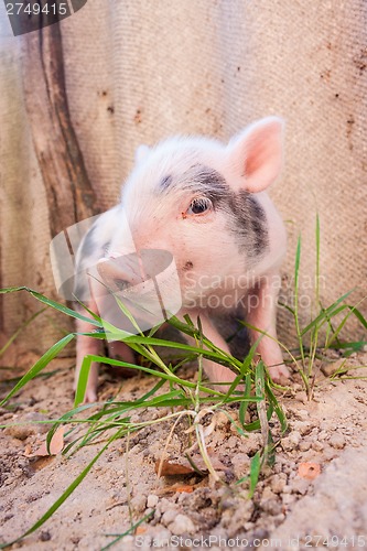 Image of Close-up of a cute muddy piglet running around outdoors on the f