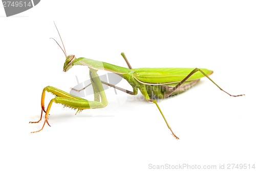 Image of Mantis isolated on a white background