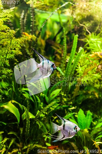 Image of Freshwater aquarium with fish pterophyllum scalare