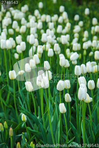 Image of Multicolored flower  tulip field in Holland