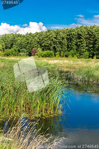 Image of Summer landscape with river