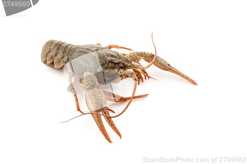 Image of River raw crayfish