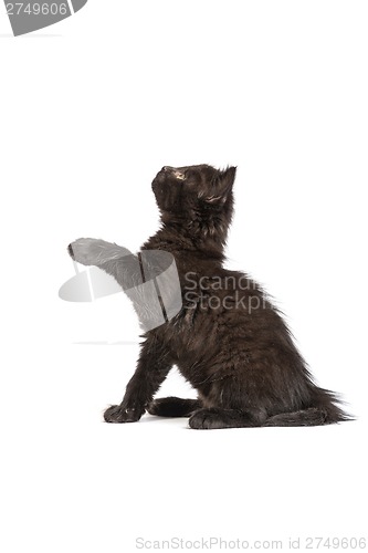 Image of Cute black kitten on  a white background