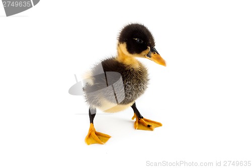 Image of A duckling isolated on a white background