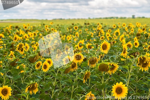 Image of sun flowers field in Ukraine sunflowers