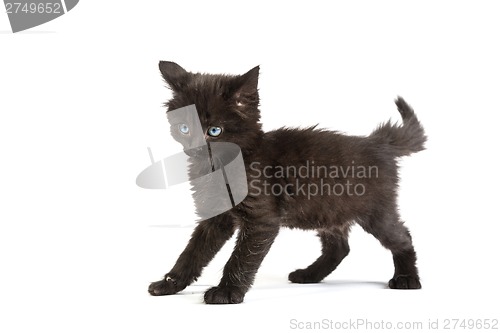 Image of Cute black kitten on  a white background