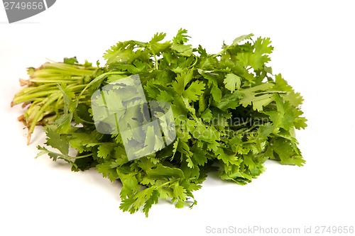 Image of Parsley tied in a bunch with twine isolated