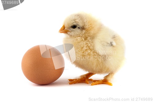 Image of The yellow small chicks with an egg