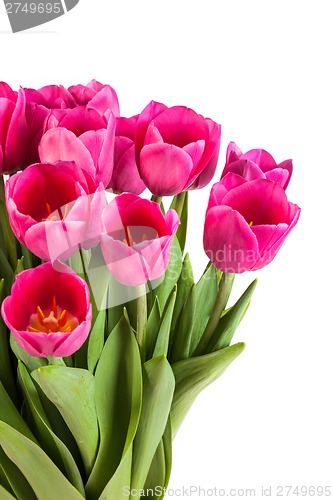 Image of Bunch of tulips on a white