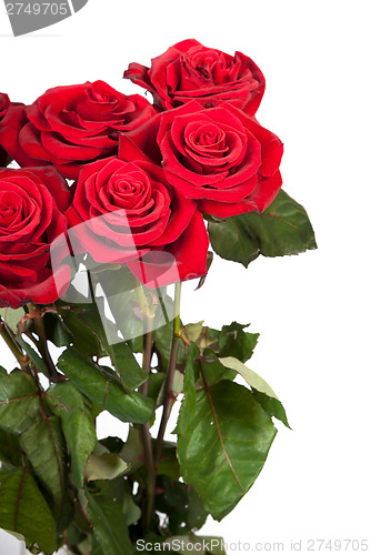 Image of Three fresh red roses over white background