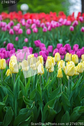 Image of Multicolored flower  tulip field in Holland