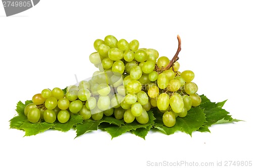 Image of Grape