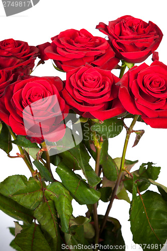 Image of Three fresh red roses over white background