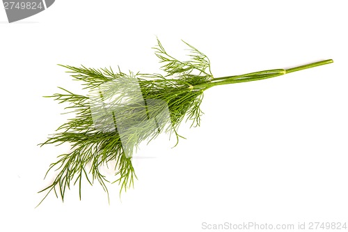 Image of Fresh branches of green dill isolated