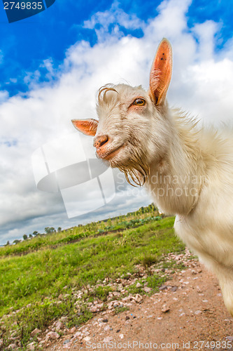 Image of Portrait of a funny goat looking to a camera over blue sky backg