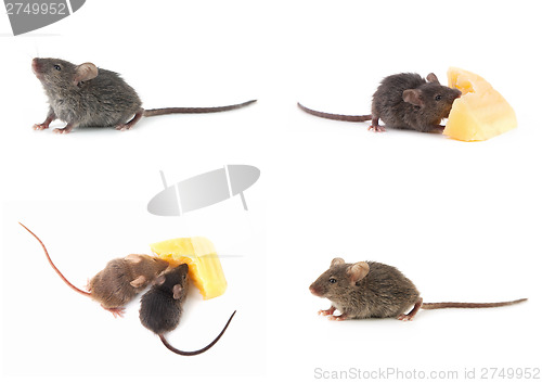 Image of Set of mice, Mouse and cheese on white