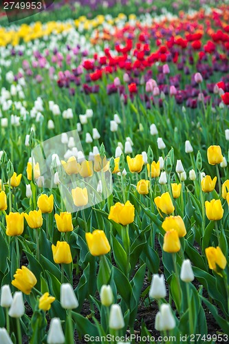 Image of Multicolored flower  tulip field in Holland