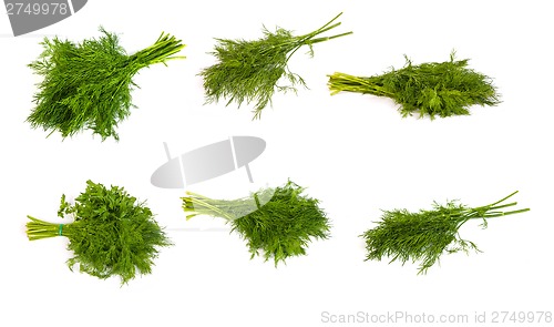 Image of set of Fresh branches of green dill and Parsley tied isolated