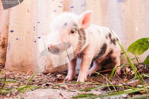 Image of Close-up of a cute muddy piglet running around outdoors on the f