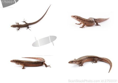 Image of Set of small lizards on white