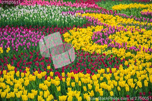 Image of Multicolored flower  tulip field in Holland